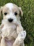 Maltipoo piesek.