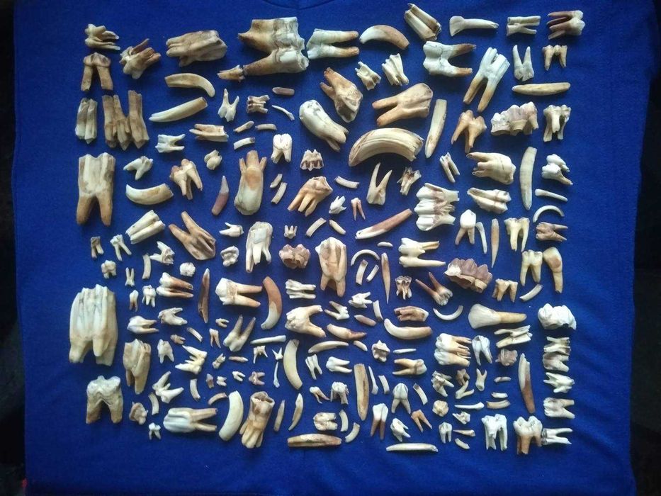 Зуби клыки икла різних тварин / разных животных. Натуральные