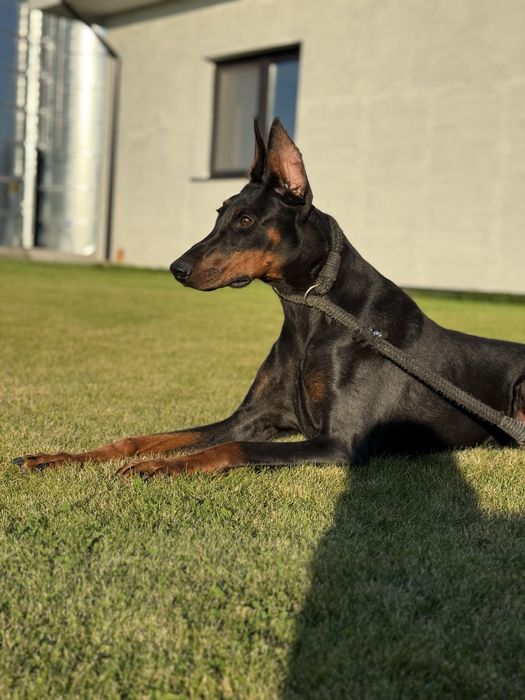 Szczeniaki Doberman