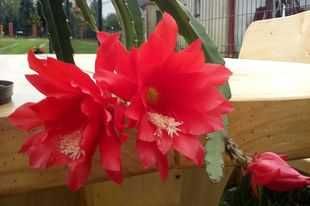 Kaktus kwitnący  "Czerwona orchidea"-sadzonki 3 szt.