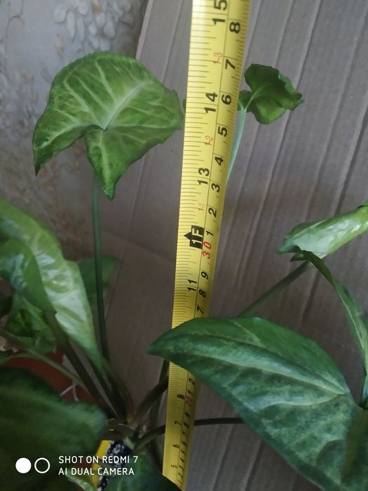 Комнатный цветок сигнониум Грея