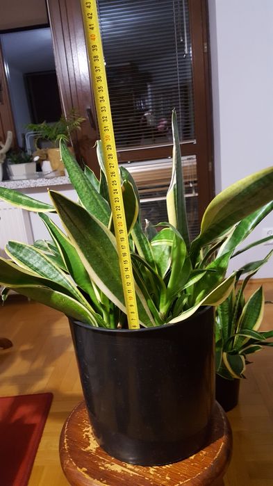 Sansevieria sansewieria kłącza