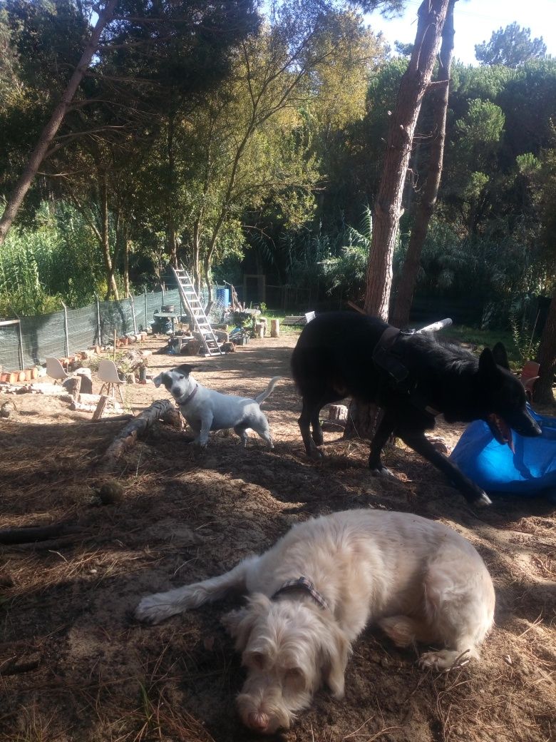 Petsitting/atl  sintra