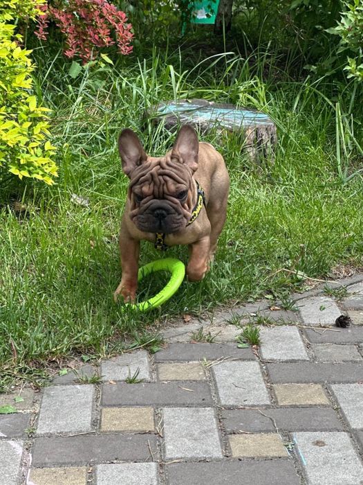 Французский бульдог міні- в типі вельвет біг роп. В'язка.