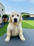 Golden Retriever   lindo