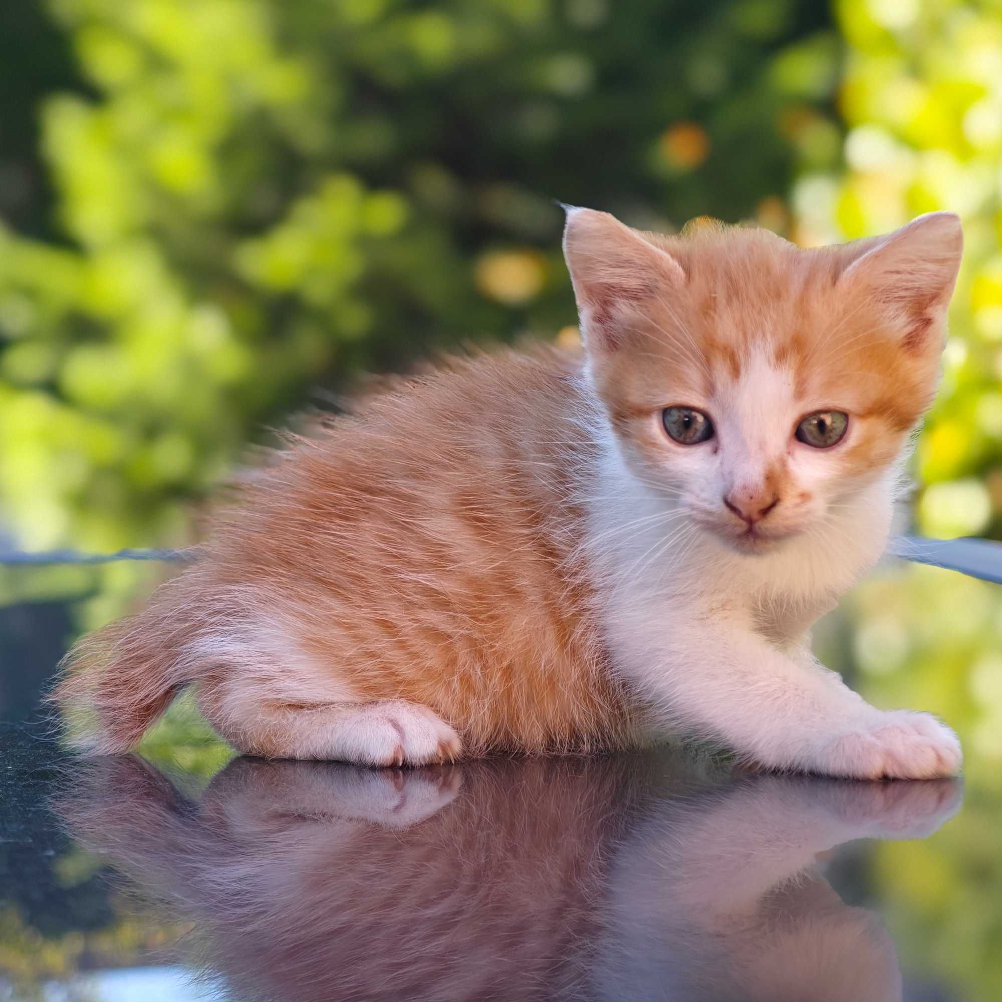 Gatinho para adoção responsável