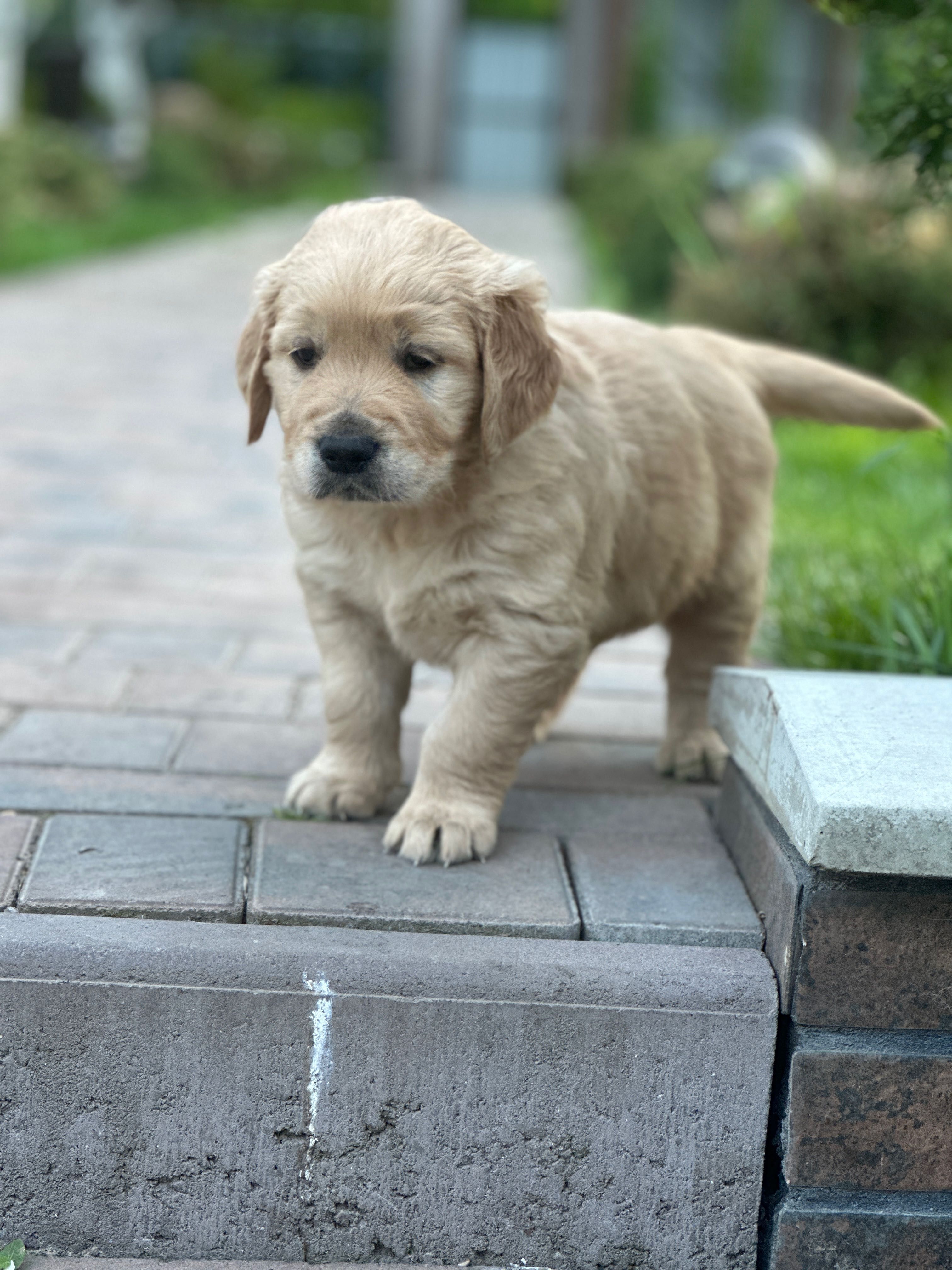 Продаються цуценята GOLDEN RETRIEVER