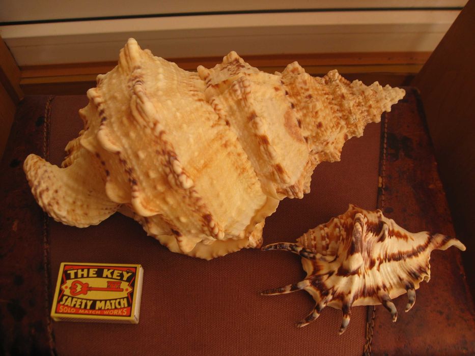 Ракушки морские 2 шт