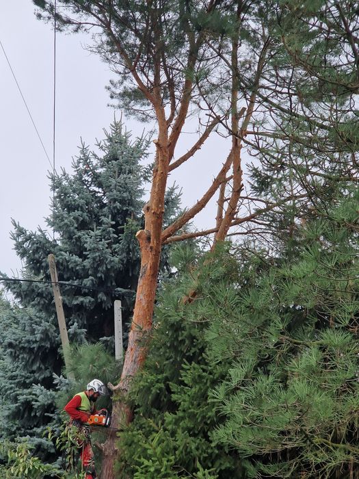 Wycinka drzew, uslugi rębakiem, wycinka tui , frezowanie pni, koszenie