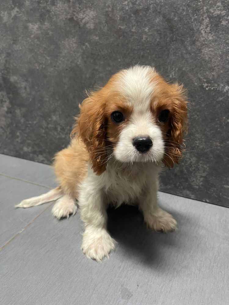 Cavalier King Charles
