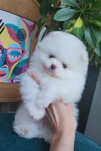 Szpic miniaturowy pomeranian z badaniami FCI