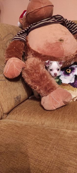 Piesek chihuahua biały ze znaczeniami merle