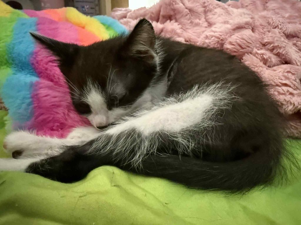 Trójka kociąt poleca się do adopcji!!