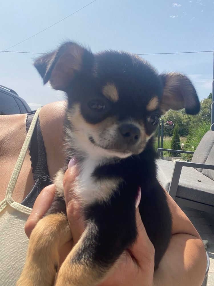 Chihuahua piesek