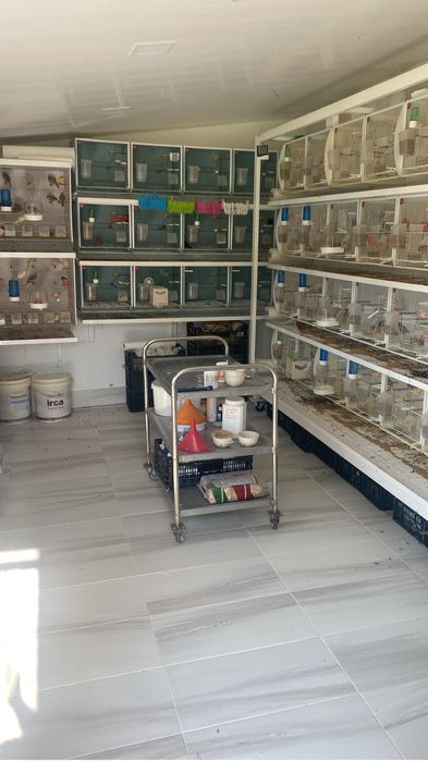 Gaiolas canarios, voadeiras, enfermaria, ninhos exterores etc