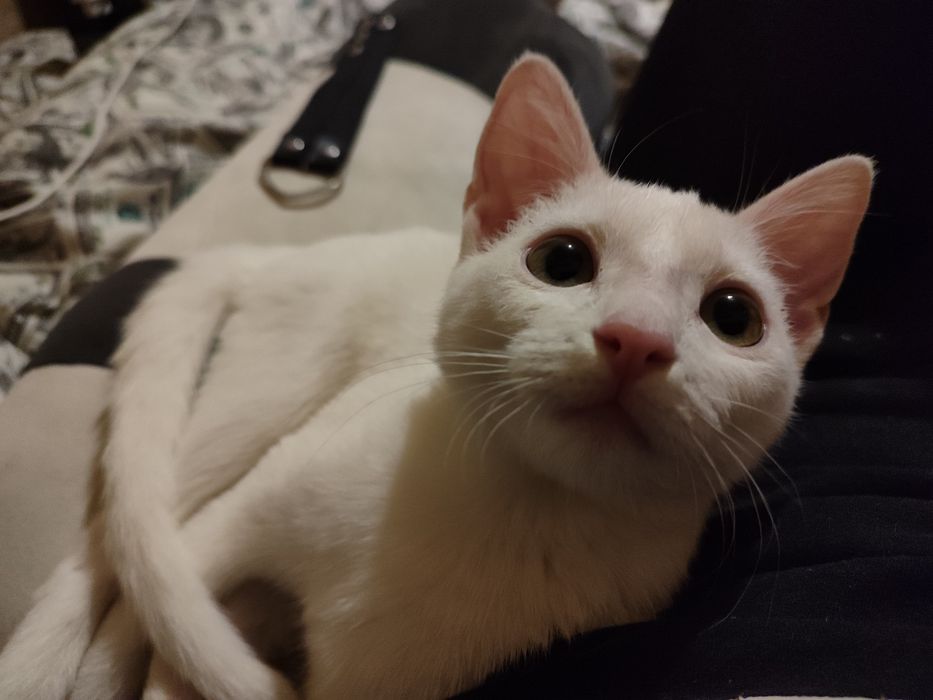 Отдам кошечку в хорошие руки!