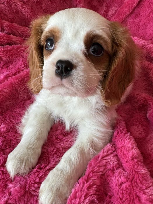 Piesek- Cavalier  King Charles Spaniel