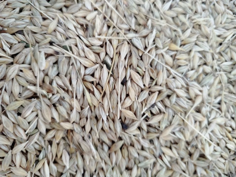 Продам ячмінь  дуже гарний