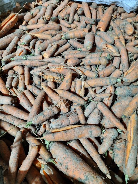 Marchew. Marchew dla zwierząt. Marchew odpadowa.