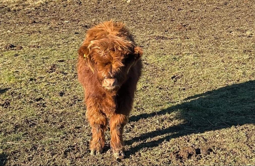 Krowy szkockie, Higland Cattle