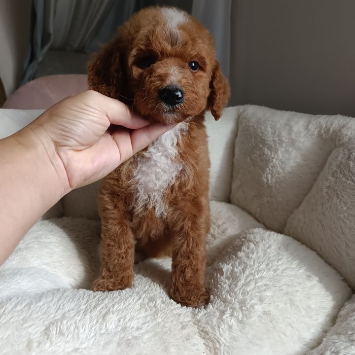 Goldendoodle F1b medium male. Київ