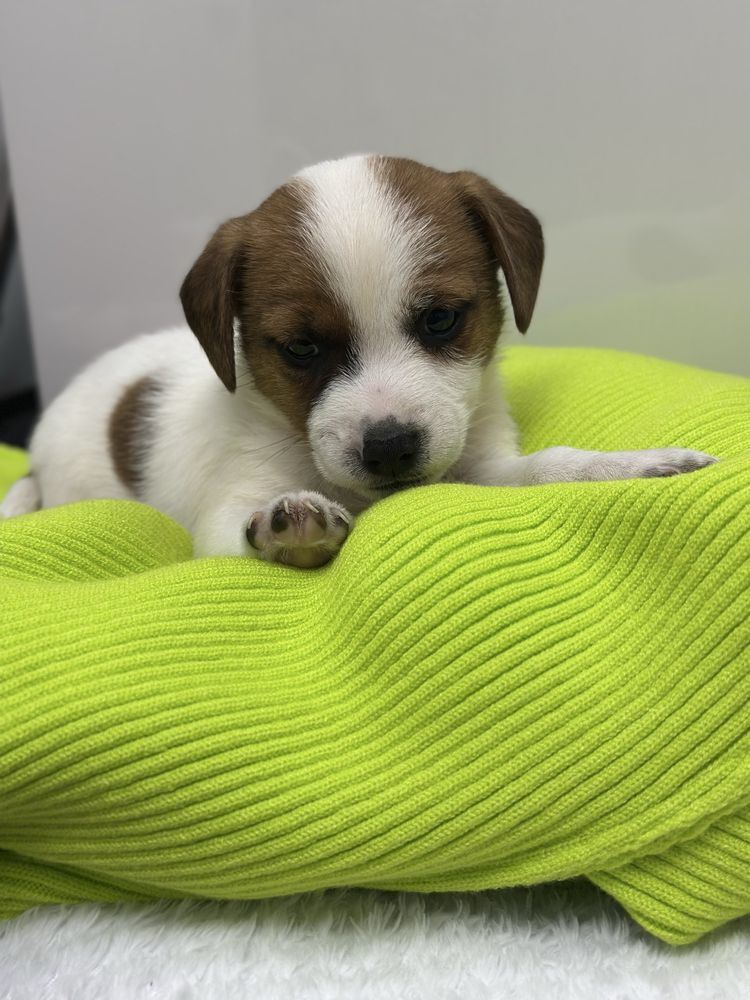 Piesek rasowy Jack Russell Terrier z Rodowodem 6 tygodniowy