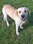 Oddamy Labradora z rodowodem