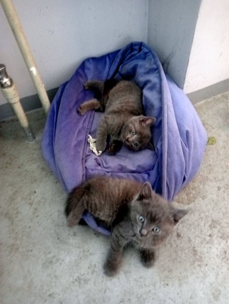 Котеня, котик і киця
