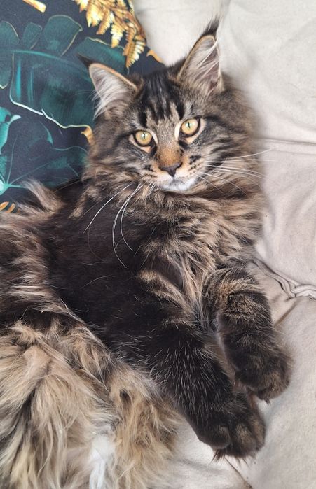 Maine Coon- kocurek