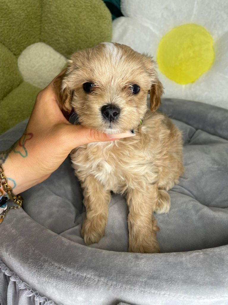 Śliczny piesek Maltipoo gotowy do odbioru