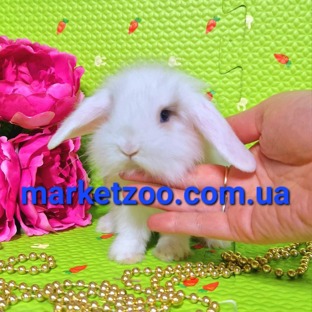 Mini lop  міні мини карликовые кролики вислоухий баранчик