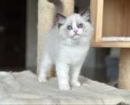 Puchata kotka ragdoll rodowód FIFE