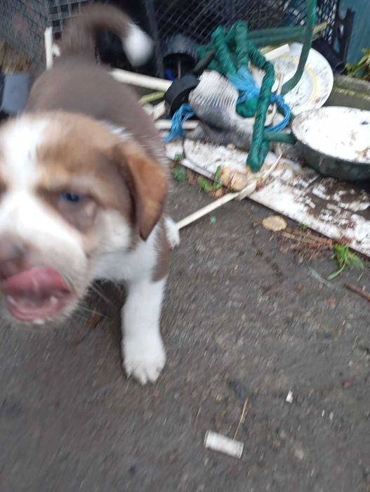 Дівчинка -веселушка красуня