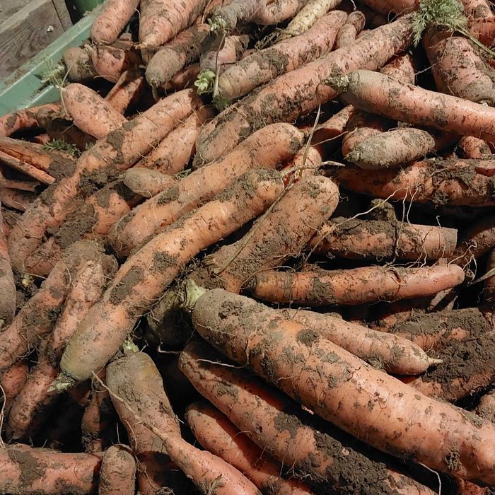 Marchew jadalna i odpadowa