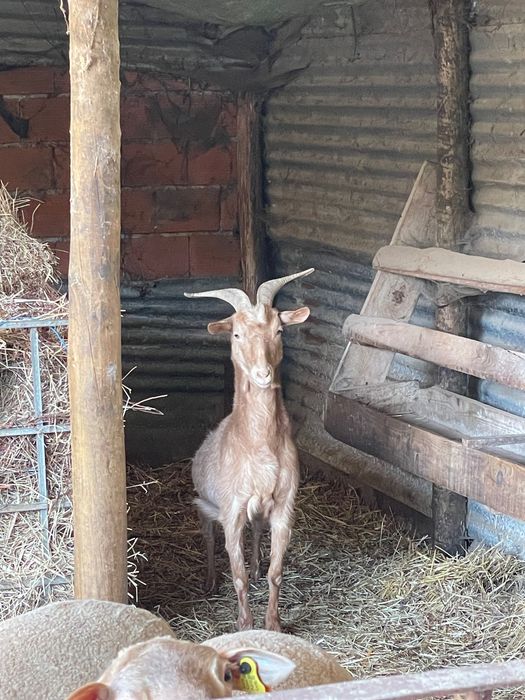 Vende-se  cabras