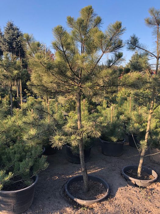 Sosna Czarna 'PINUS NIGRA' DUŻE OKAZY Donica 65l