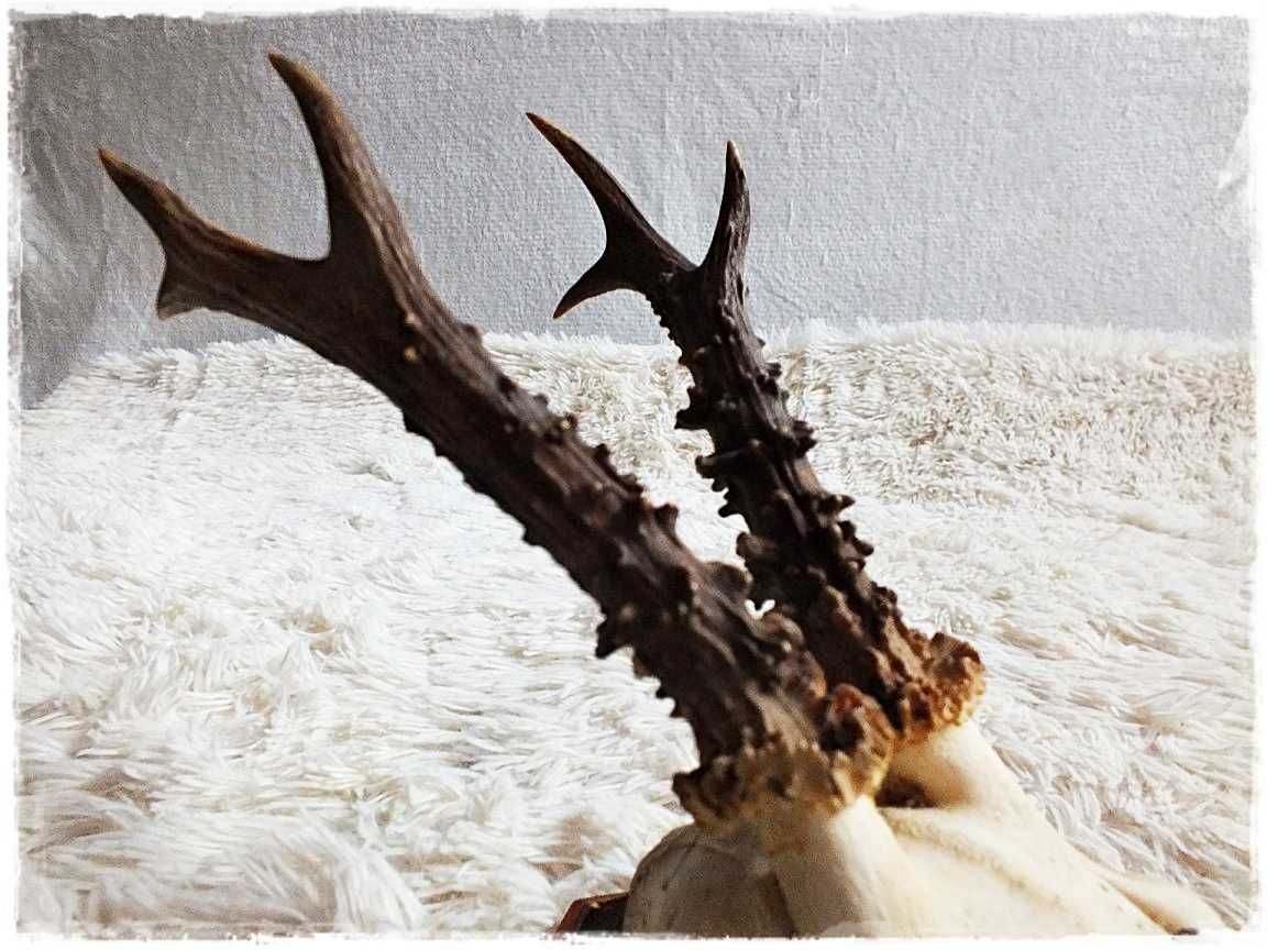 Parostki nr2 młodego kozła jelenia z czaszką długość 18cm Trofeum