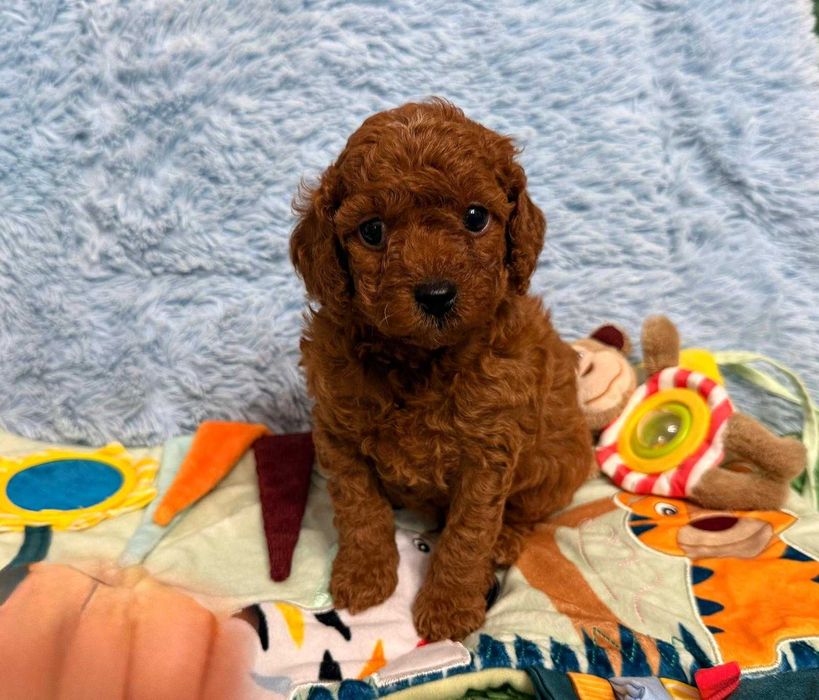 Pudel / Cockapoo f1b Red  Piesek Tobi
