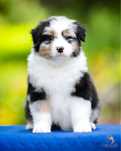 Owczarek australijski FCI ZKwP-piesek blue merle