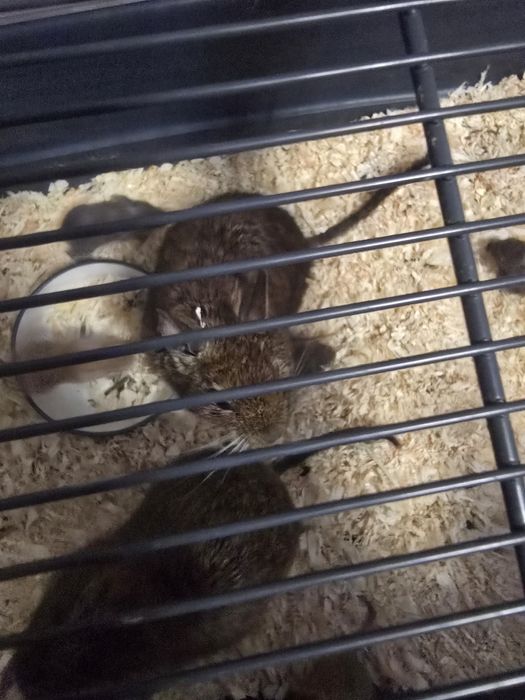 Oddam tygodniowe koszatniczki za darmo .