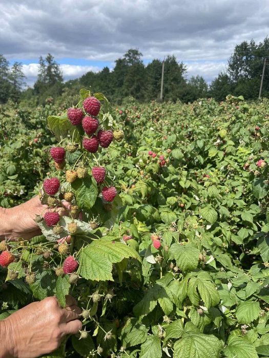 Саджанці малини полана