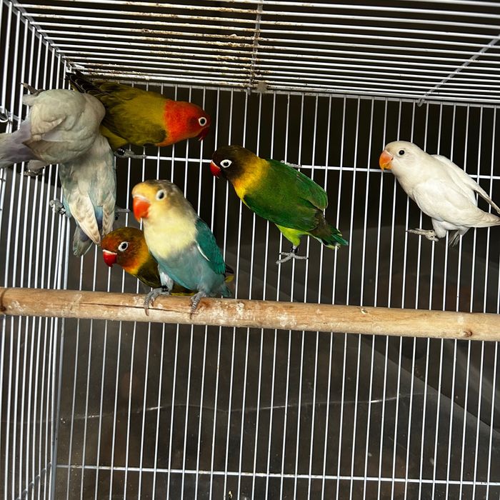 Agapornis Fischeris e personatus
