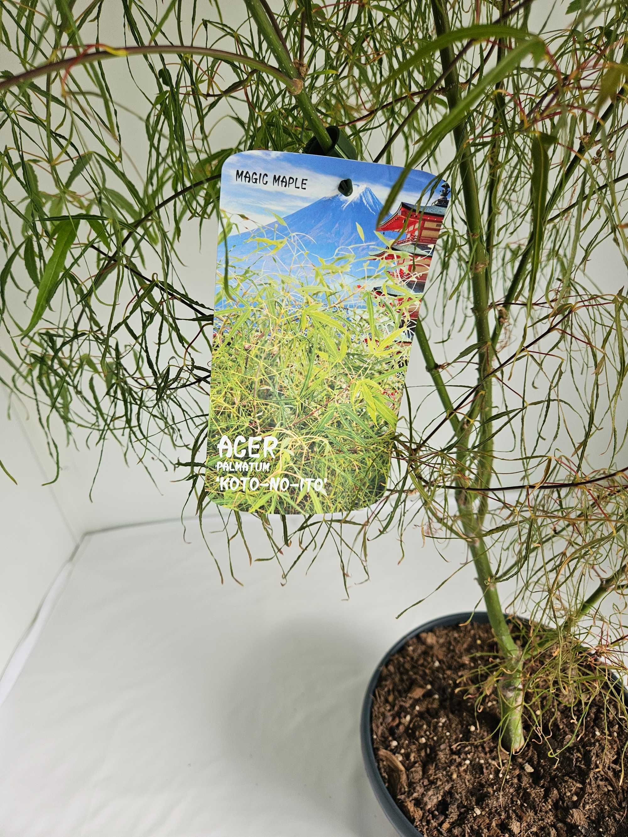 Bonsai – Klon japoński palmowy 'Koto no ito' (Acer palmatum)