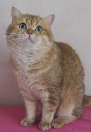 Британский кот золотой шиншиллы 2 года