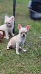 Chihuahua chlopiec szczenie FCI