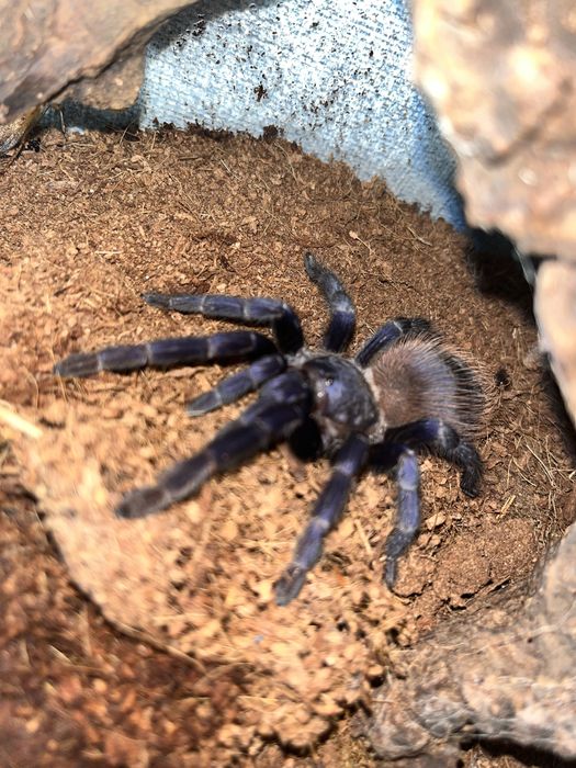 Pterinopelma Sazemai SAMICA