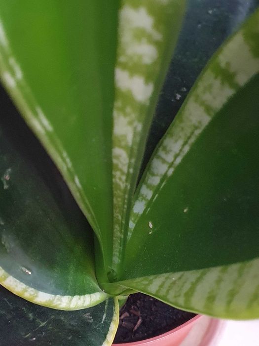 Квітуча сансевієрія з жовтим обідком. Кімнатні рослини