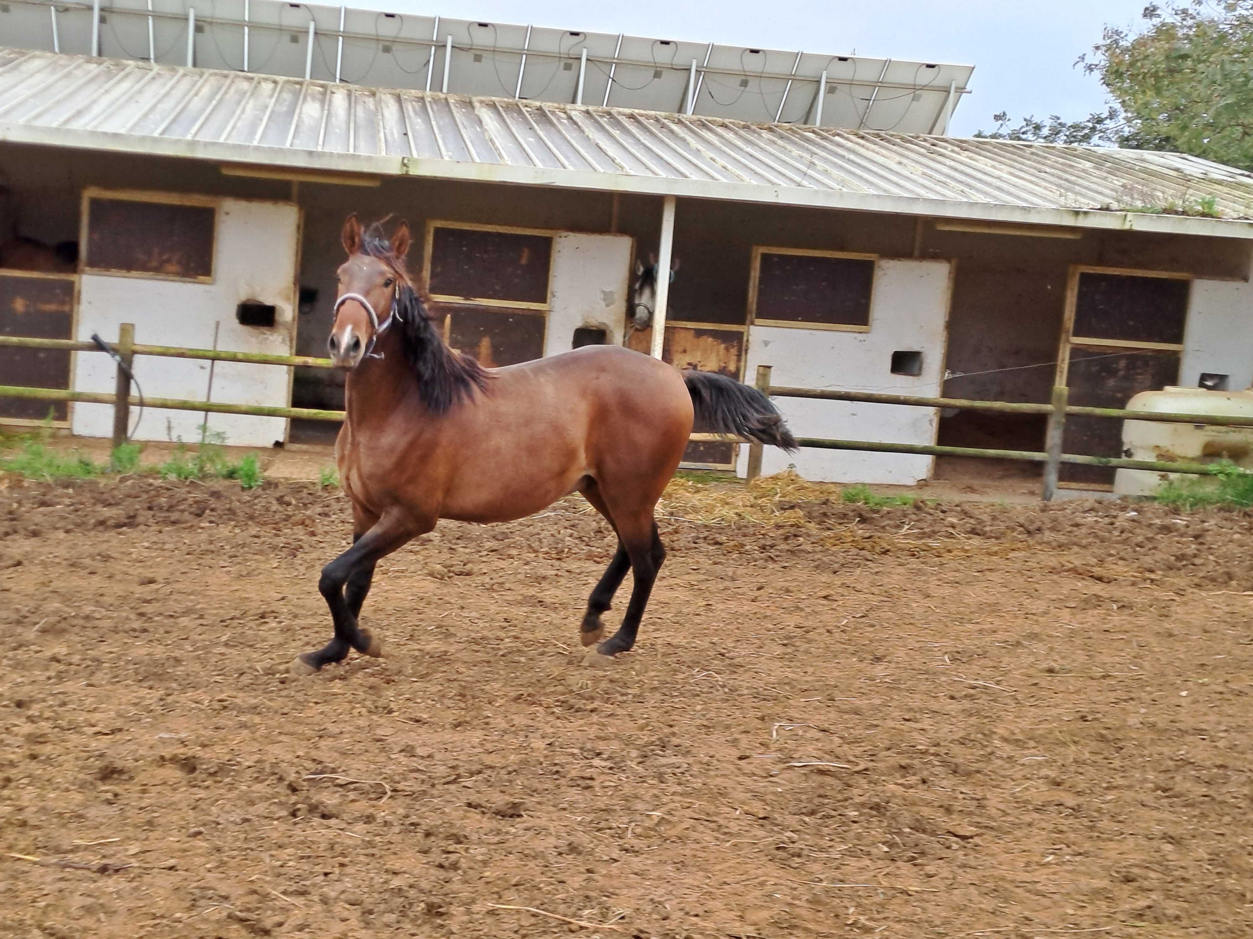Poldro lusitano para vende