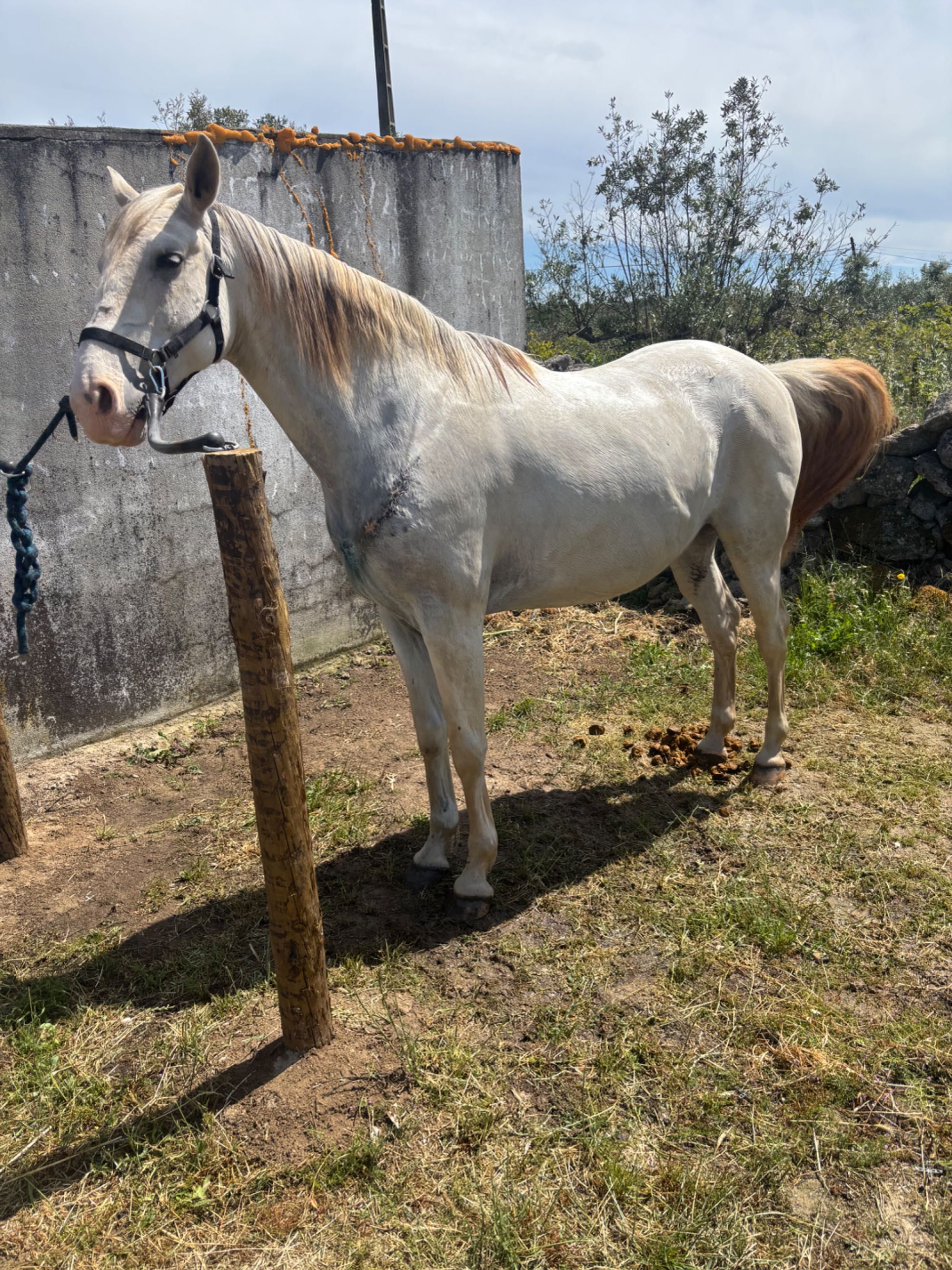 Cavalo puro sangue lusitano