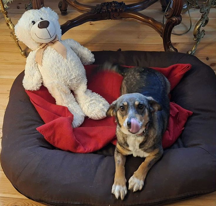 Młoda ,mała suczka Gabi szuka kochającej i odpowiedzialnej Rodziny